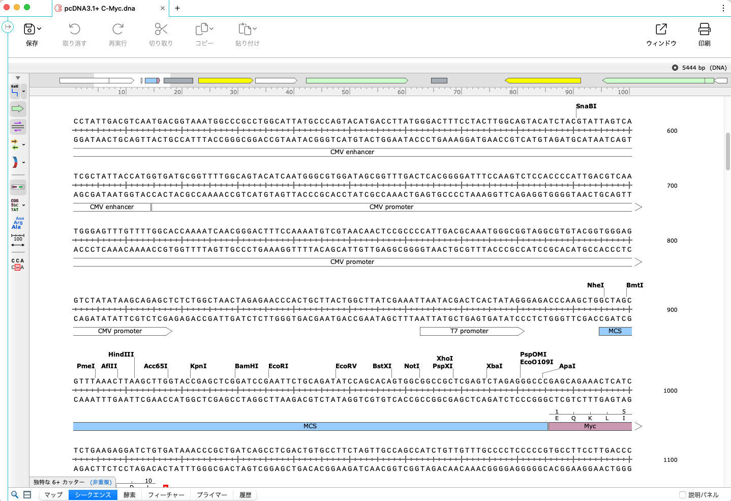 SnapGene_基本操作_シークエンスビュー