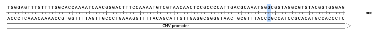 SnapGene_基本操作_シシークエンスビュー_塩基の変更