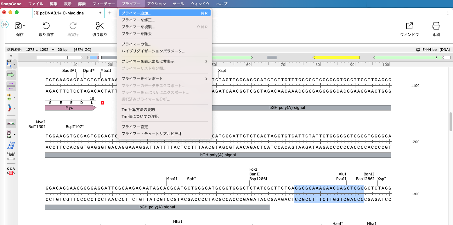 SnapGene_基本操作_プライマービュー