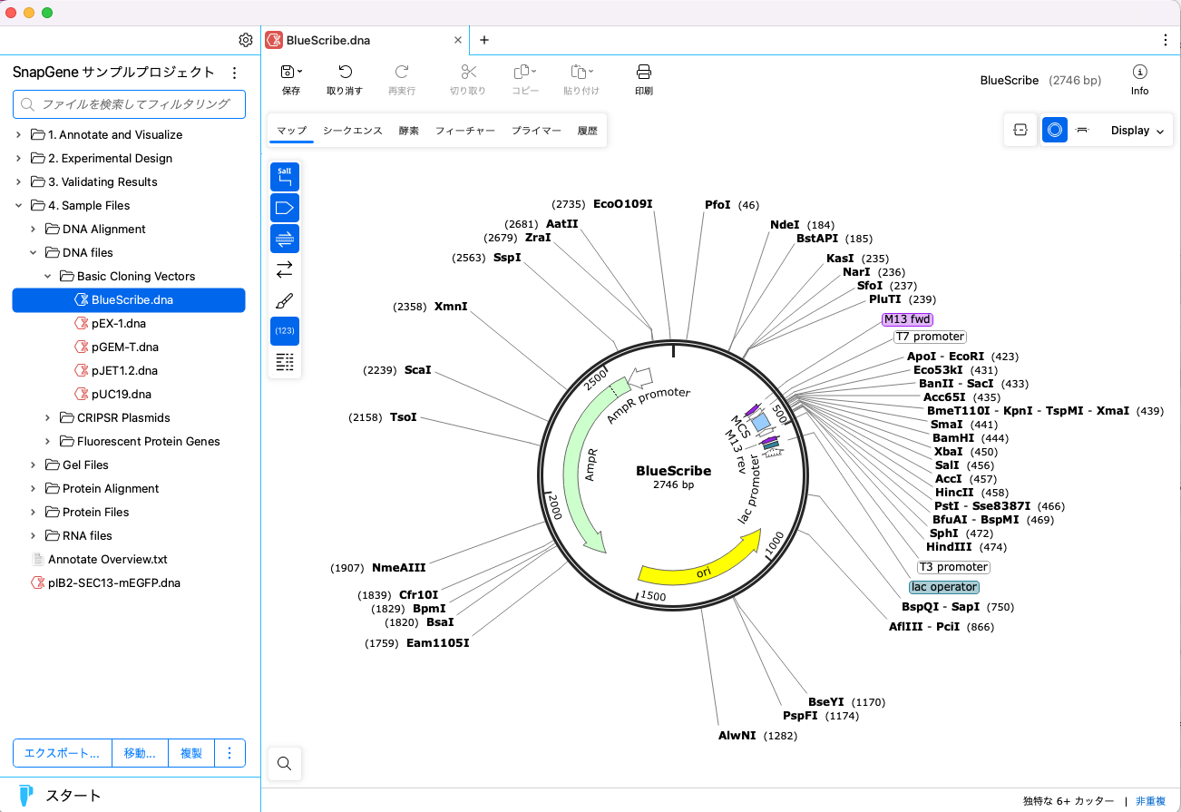 SnapGene8_画面構成_フォルダパネル表示